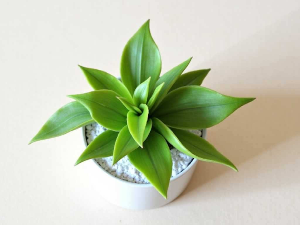 How to Fix Succulent Leaves Curling