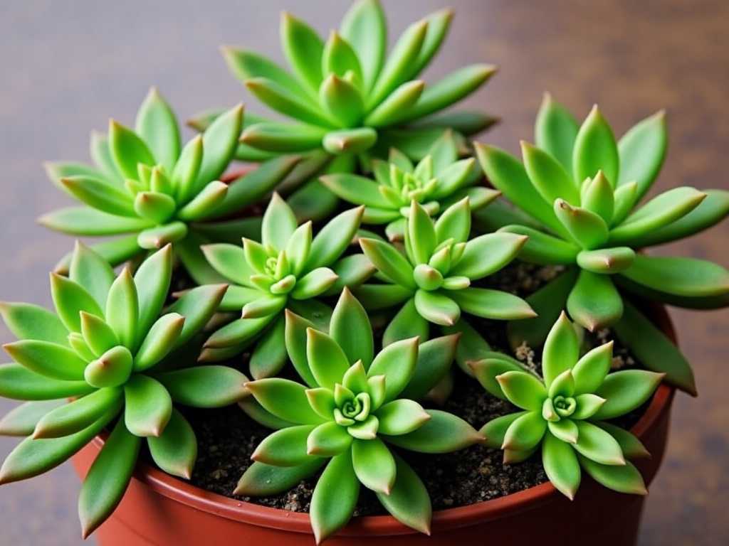 Succulent Care in Hydroponics