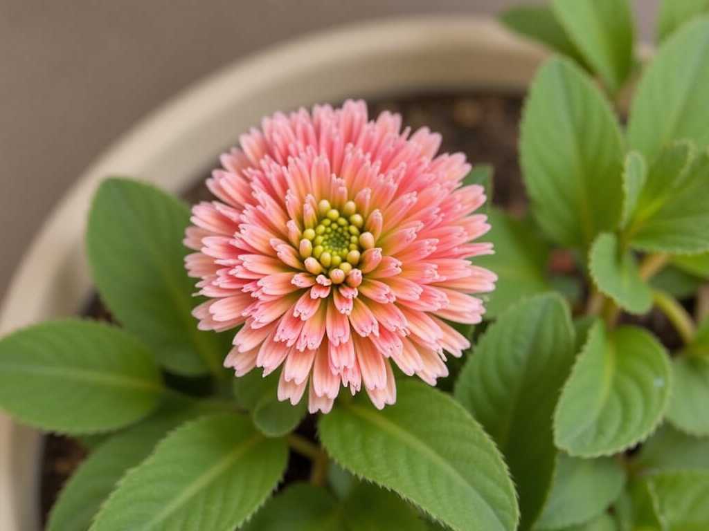 How to Care for Kalanchoe Blossfeldiana