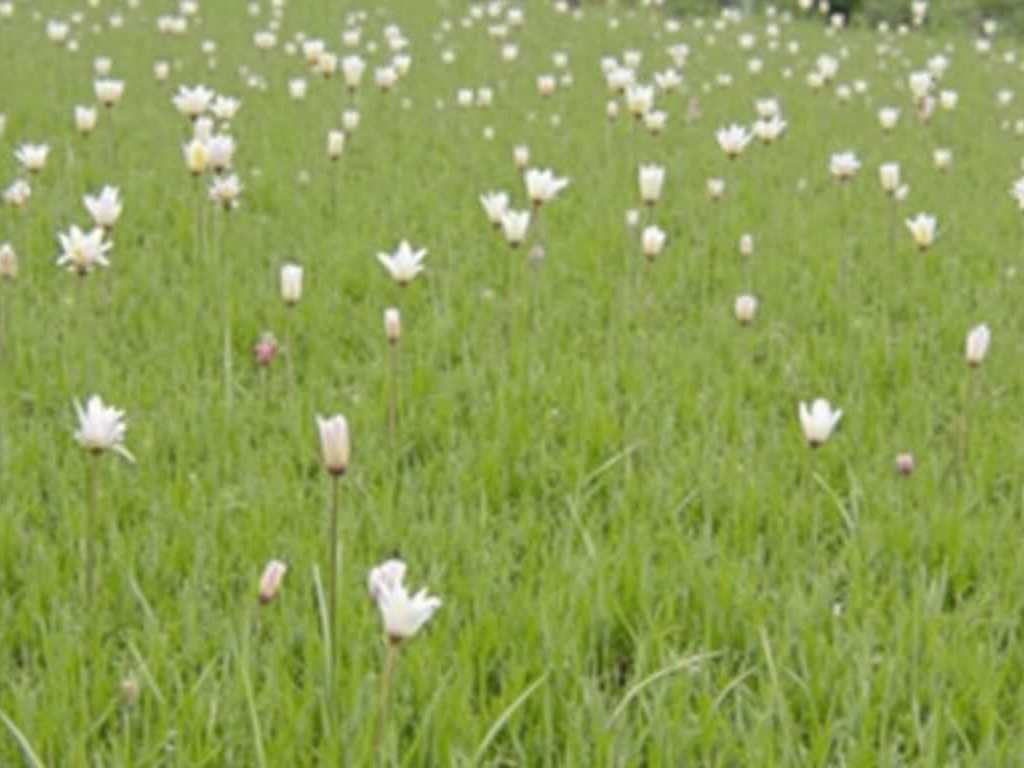 How to Care for String of Hearts