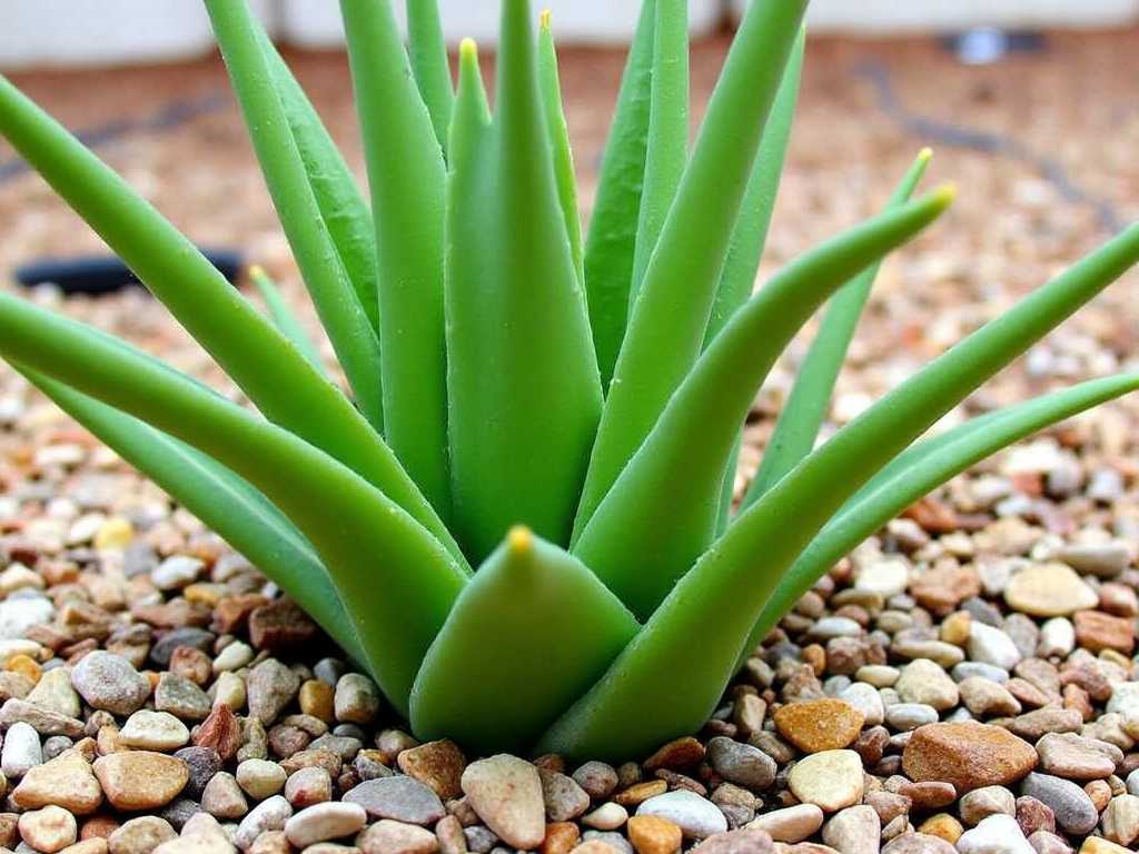 How to Care for Haworthia Cooperi