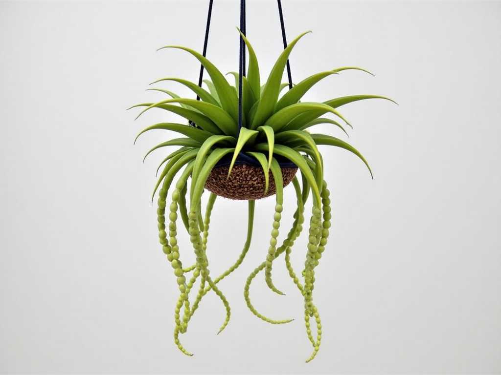 Succulent & String of Pearls Hanging Gardens