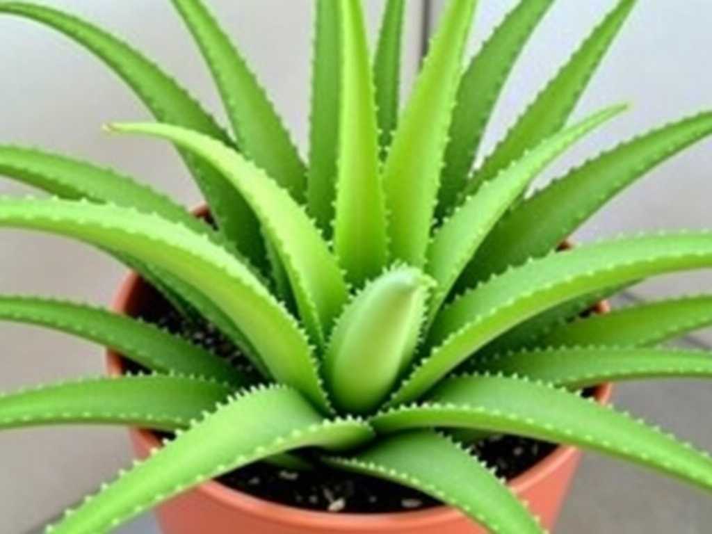 How to Care for Aloe Vera (Succulent Relative)