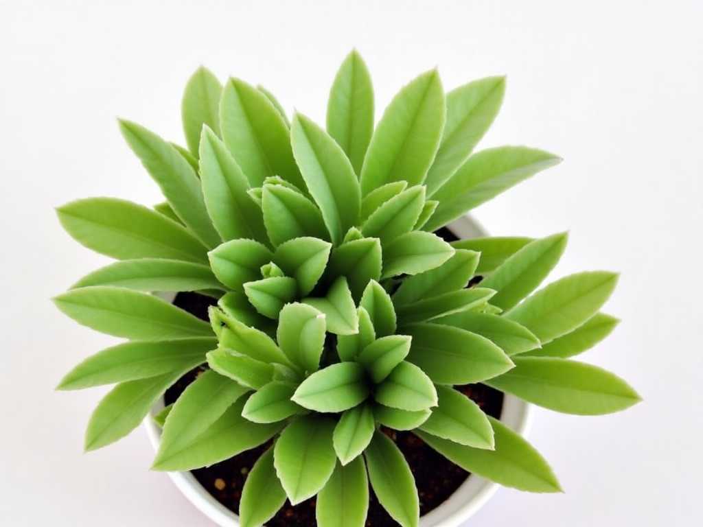 How to Care for Jade Plants (Crassula Ovata)(1) How to Care for Jade Plants (Crassula Ovata)(1)
