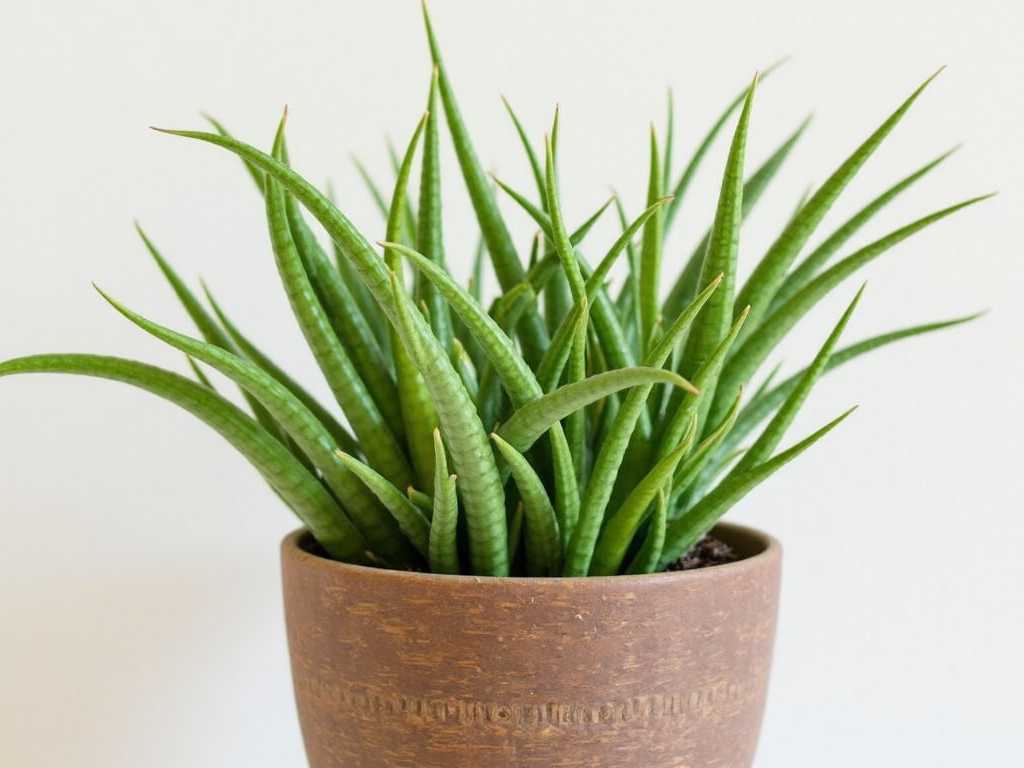 How to Care for Snake Plants (Similar to Succulents) How to Care for Snake Plants (Similar to Succulents)