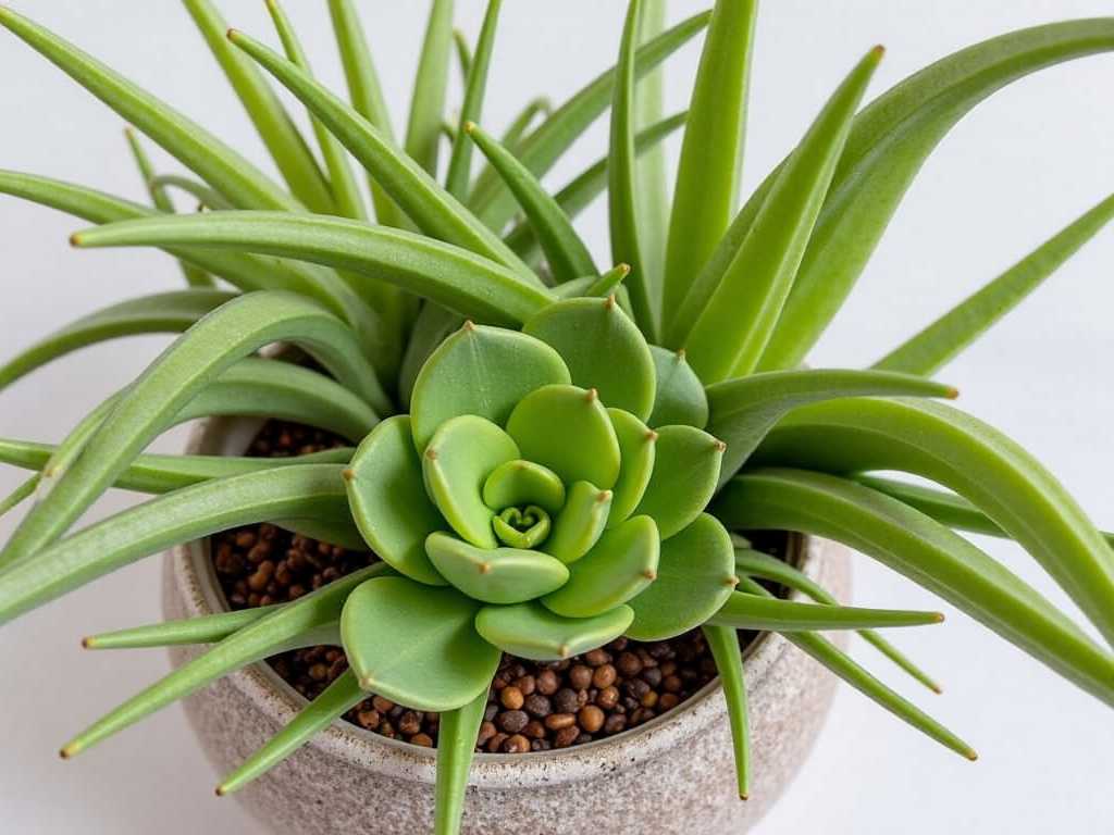 How to Propagate Succulents in LECA How to Propagate Succulents in LECA