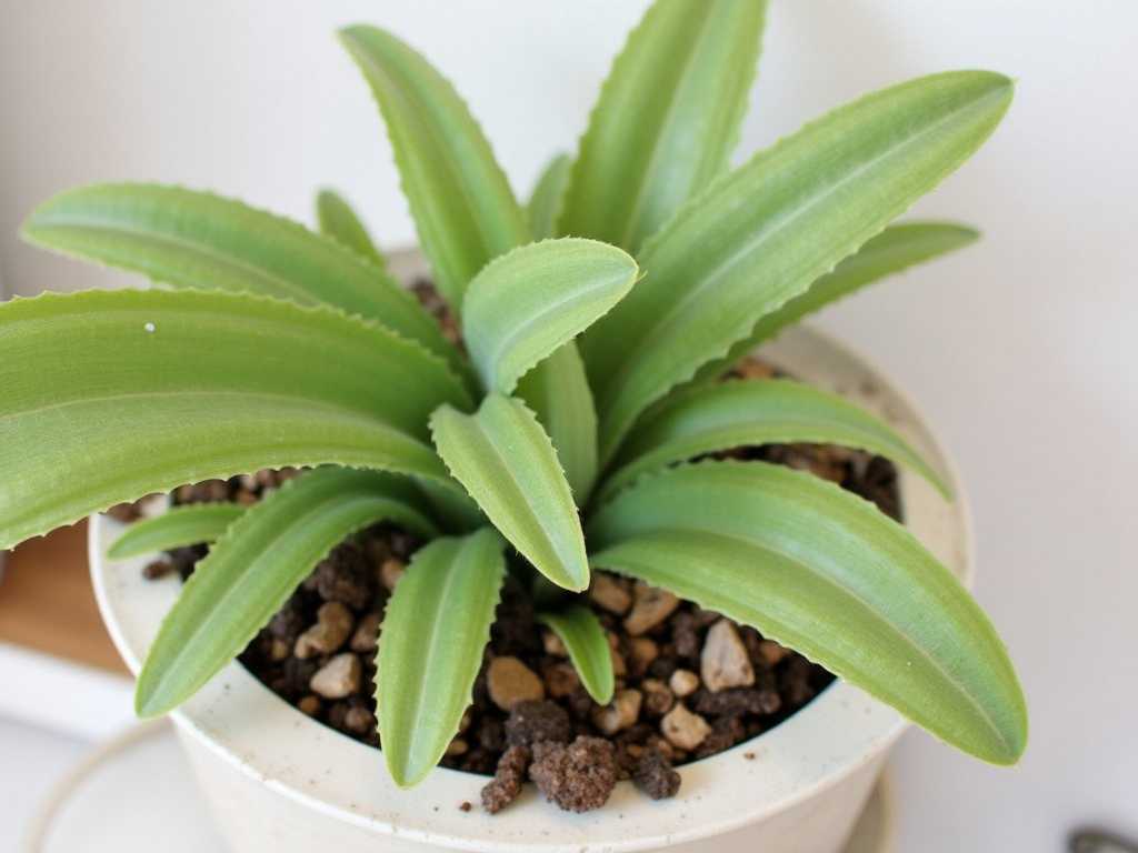 How to Grow Succulents from Leaf Cuttings Faster(1)