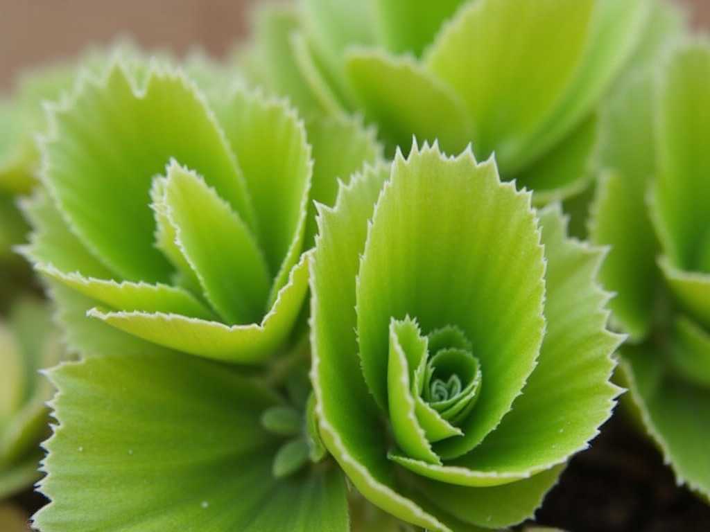 How to Identify Succulent Diseases Early How to Identify Succulent Diseases Early
