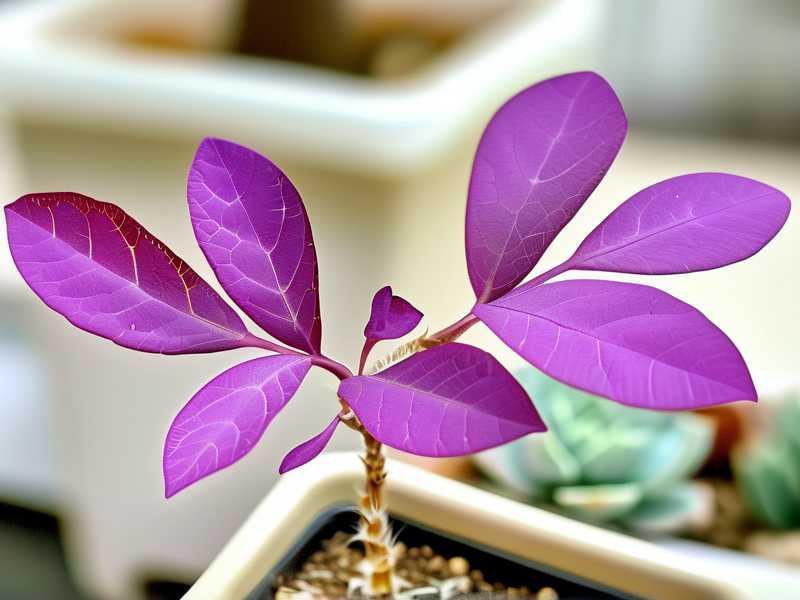  How to Fix Succulents With Pale Purple Leaf Bases