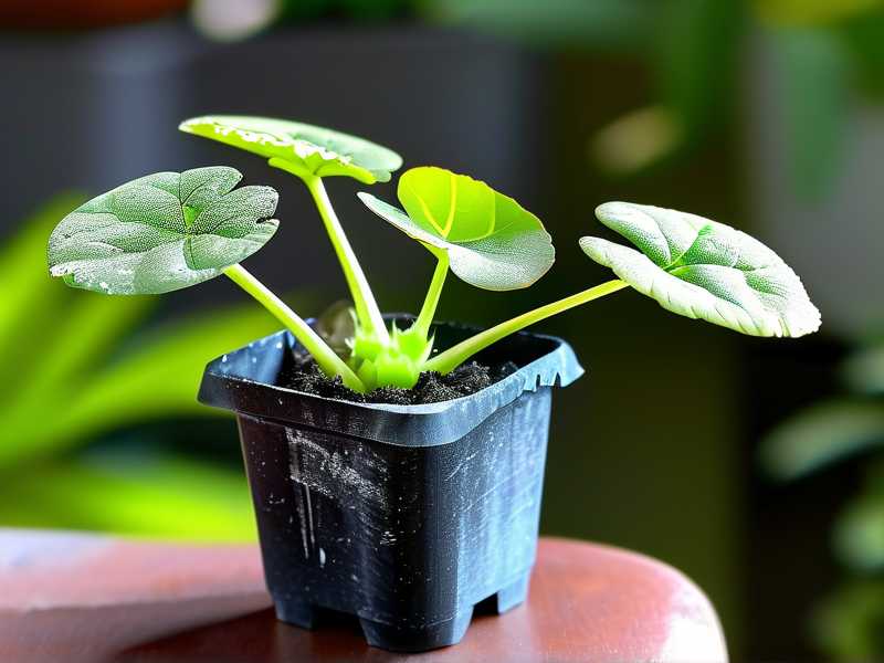 How to Fix Succulents With Mushy Leaf Tips